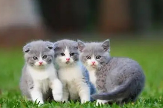 猫咪牙齿掉了怎么办