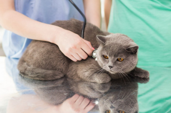 猫咪牙齿掉了怎么办