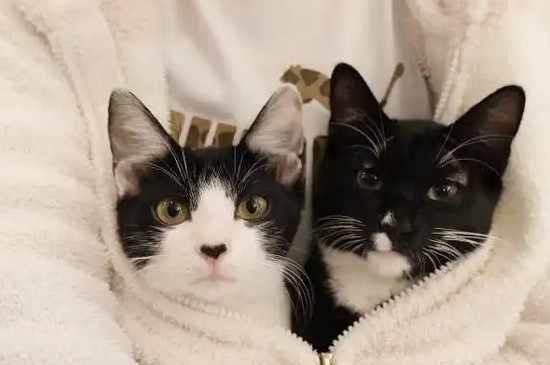公猫闹猫会叫吗