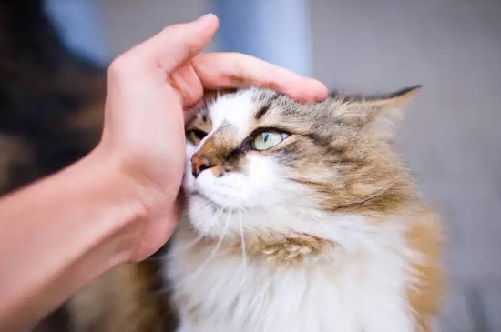 公猫闹猫会叫吗