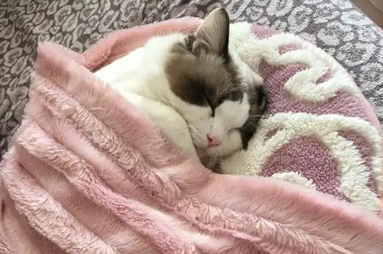 猫在被窝里会闷死吗