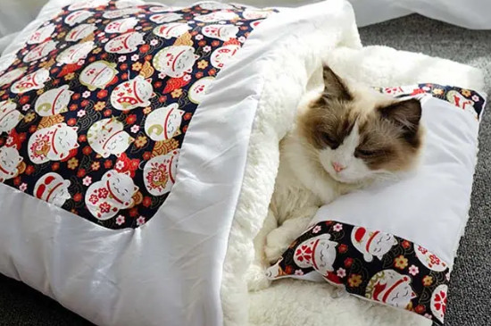 猫在被窝里会闷死吗