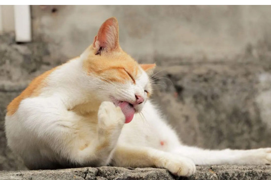猫咪忽然频繁舔毛是不是有虫