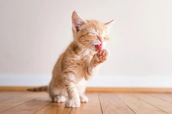 猫咪忽然频繁舔毛是不是有虫