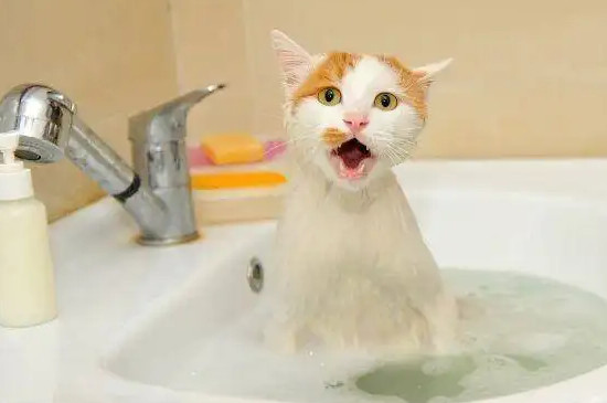 猫几个月能洗澡