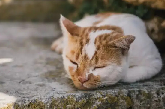猫在大晚上使劲叫表示什么