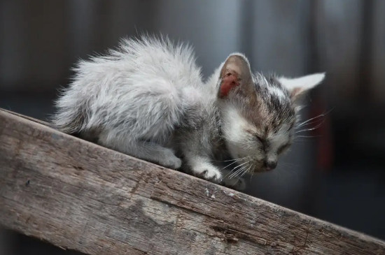 猫在大晚上使劲叫表示什么