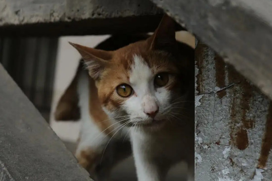 流浪猫一天喂一次够吗