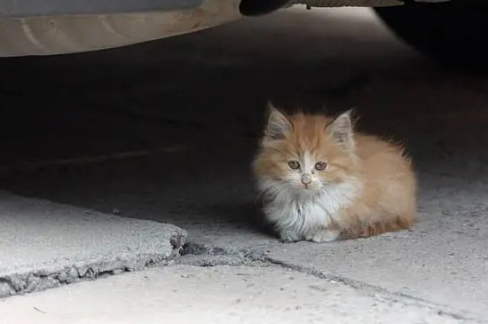 流浪猫一天喂一次够吗