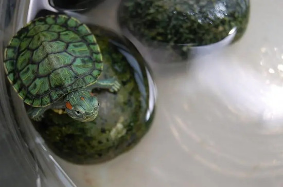 巴西龟成年后会咬人