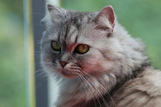 猫耳朵往两边撇是什么意思