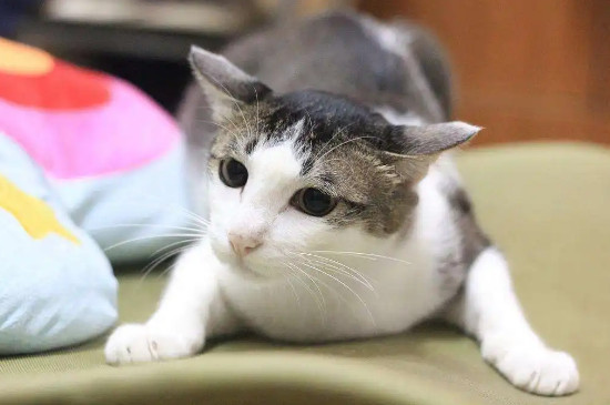 猫耳朵往两边撇是什么意思