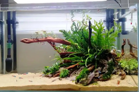 草缸水浑浊怎么办