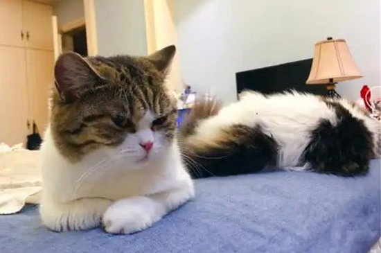 幼猫身上猫屎味太重了怎么办