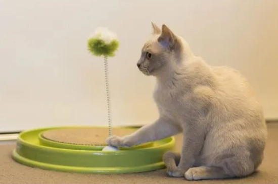 猫猫怎么分辨公母