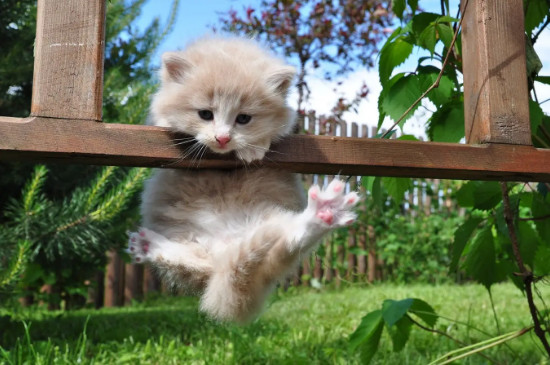 猫猫怎么分辨公母