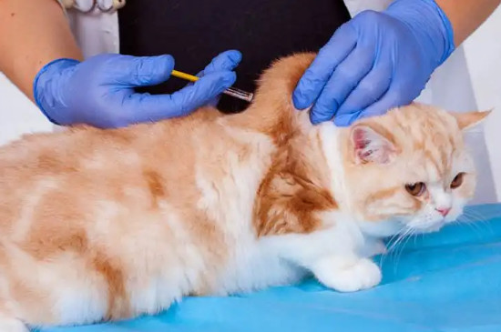 猫要打疫苗吗