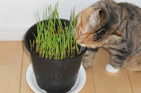 猫草的正确吃法
