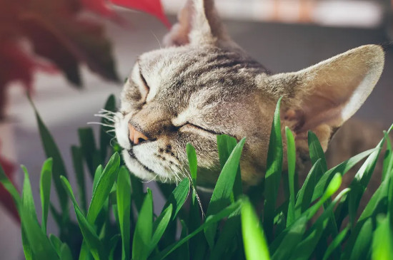 猫草的正确吃法