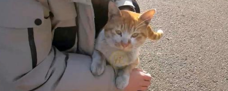 猫主动爬你身上说明了什么