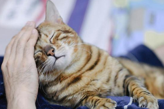 猫主动爬你身上说明了什么