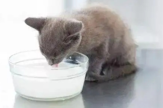 小猫能不能喝牛奶