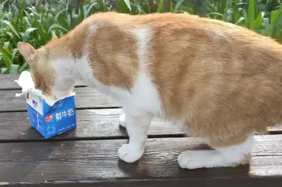 小猫能不能喝牛奶