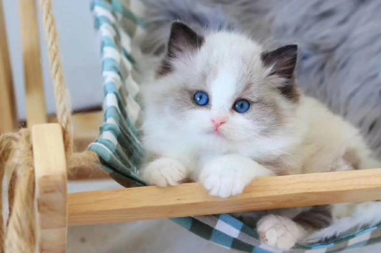 猫咪呕吐奶白色粘液会自愈吗