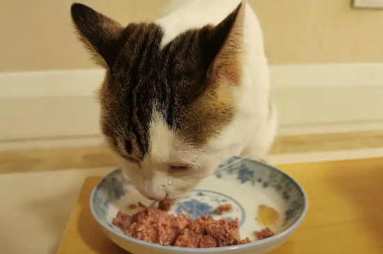 猫多大可以吃罐头