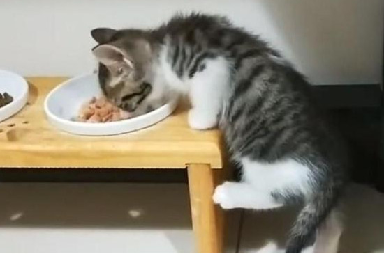 猫多大可以吃罐头