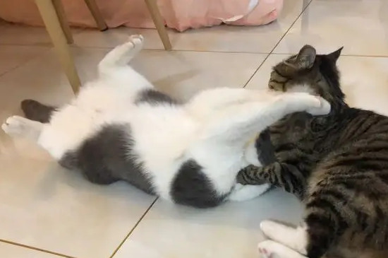 猫打架会咬死对方吗