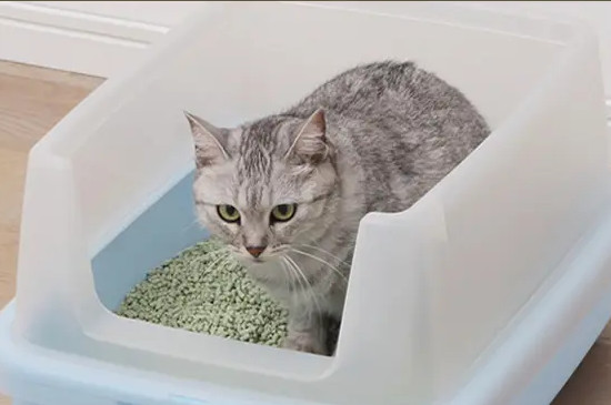猫咪窜稀了怎么办
