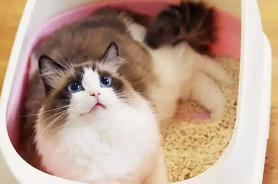 猫咪窜稀了怎么办