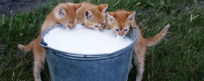 猫咪为什么不能喝牛奶