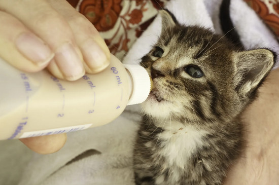 猫咪为什么不能喝牛奶