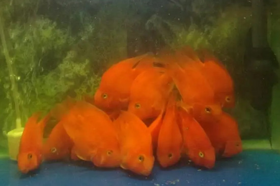 鱼缸加黄粉后如何让水变清