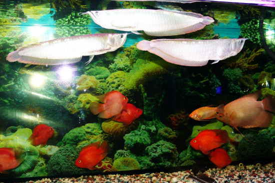 鱼缸加黄粉后如何让水变清