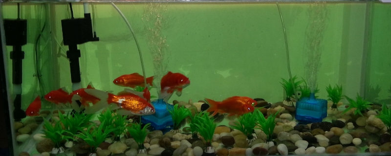 鱼缸加黄粉后如何让水变清