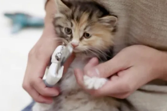 剪到猫咪血线会记仇吗