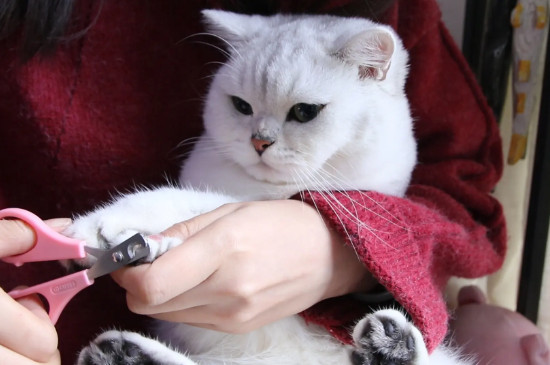 剪到猫咪血线会记仇吗