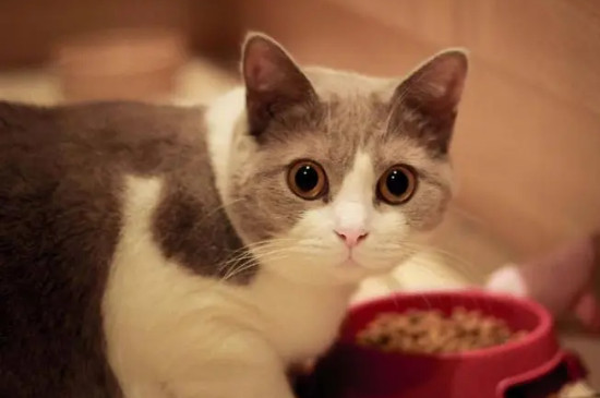 猫换粮引起的拉稀怎么办