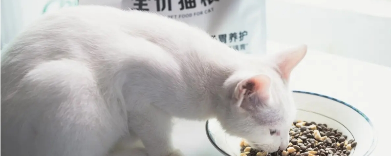 猫换粮引起的拉稀怎么办