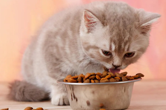 猫换粮引起的拉稀怎么办