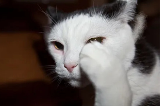 猫为什么流眼泪