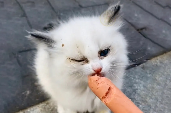 猫咪可以吃火腿肠吗