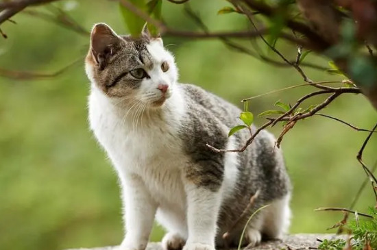 猫为什么故意在床上小便
