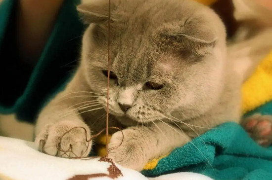 猫可以吃糖吗