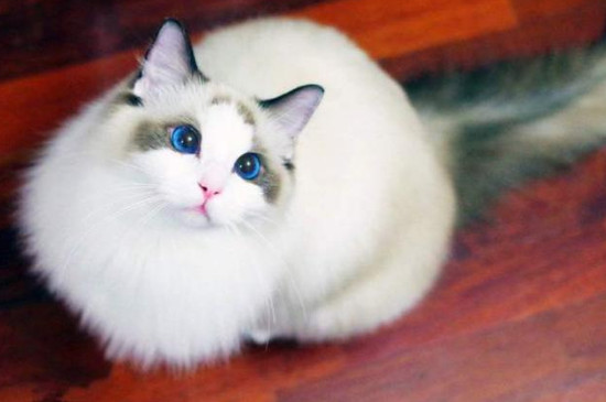 猫咪多大算成年猫