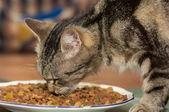 猫要饿几天才会求饶