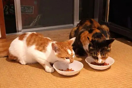 猫要饿几天才会求饶